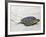 A Green Sea Turtle Crossing Watamu Beach, White Sandy Beach Is an Important Breeding Ground for Thr-Nigel Pavitt-Framed Photographic Print