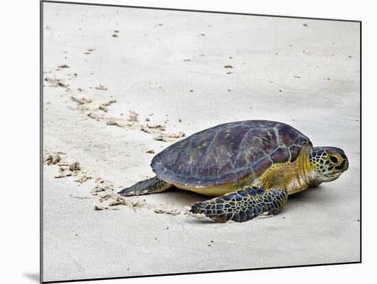 A Green Sea Turtle Crossing Watamu Beach, White Sandy Beach Is an Important Breeding Ground for Thr-Nigel Pavitt-Mounted Photographic Print