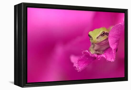 A green tree frog hides in a flower.-Dennis Fast-Framed Premier Image Canvas