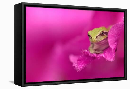 A green tree frog hides in a flower.-Dennis Fast-Framed Premier Image Canvas