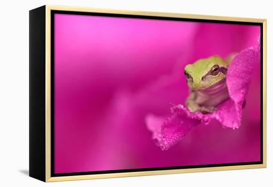 A green tree frog hides in a flower.-Dennis Fast-Framed Premier Image Canvas