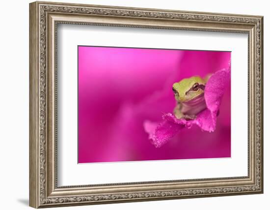 A green tree frog hides in a flower.-Dennis Fast-Framed Photographic Print