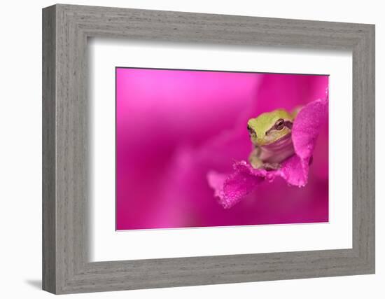 A green tree frog hides in a flower.-Dennis Fast-Framed Photographic Print