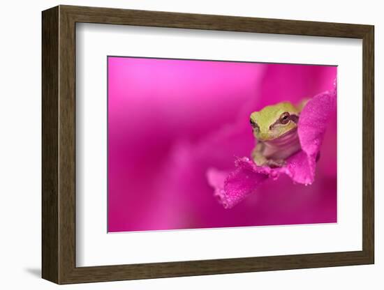 A green tree frog hides in a flower.-Dennis Fast-Framed Photographic Print