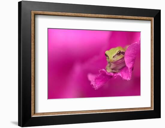 A green tree frog hides in a flower.-Dennis Fast-Framed Photographic Print