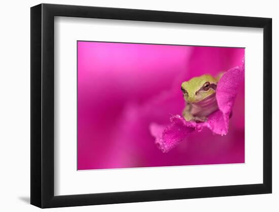 A green tree frog hides in a flower.-Dennis Fast-Framed Photographic Print