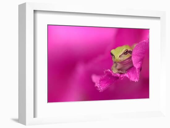 A green tree frog hides in a flower.-Dennis Fast-Framed Photographic Print