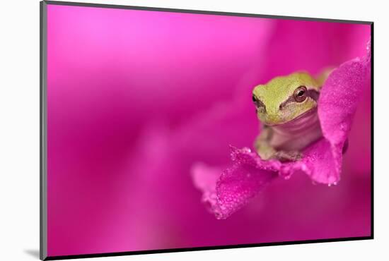 A green tree frog hides in a flower.-Dennis Fast-Mounted Photographic Print