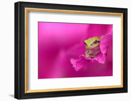 A green tree frog hides in a flower.-Dennis Fast-Framed Photographic Print