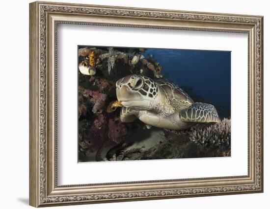 A Green Turtle Resting on a Reef Top in Komodo National Park, Indonesia-Stocktrek Images-Framed Photographic Print