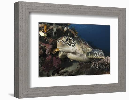 A Green Turtle Resting on a Reef Top in Komodo National Park, Indonesia-Stocktrek Images-Framed Photographic Print