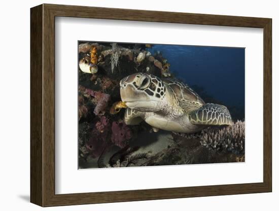 A Green Turtle Resting on a Reef Top in Komodo National Park, Indonesia-Stocktrek Images-Framed Photographic Print