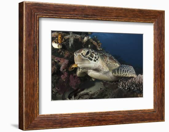 A Green Turtle Resting on a Reef Top in Komodo National Park, Indonesia-Stocktrek Images-Framed Photographic Print