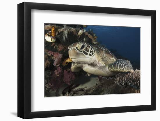 A Green Turtle Resting on a Reef Top in Komodo National Park, Indonesia-Stocktrek Images-Framed Photographic Print