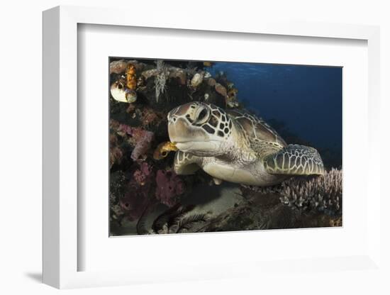 A Green Turtle Resting on a Reef Top in Komodo National Park, Indonesia-Stocktrek Images-Framed Photographic Print