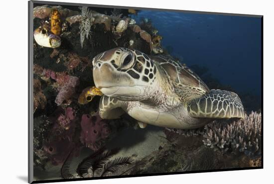 A Green Turtle Resting on a Reef Top in Komodo National Park, Indonesia-Stocktrek Images-Mounted Photographic Print
