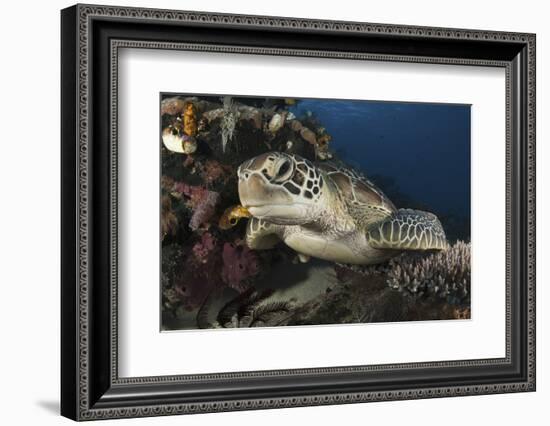 A Green Turtle Resting on a Reef Top in Komodo National Park, Indonesia-Stocktrek Images-Framed Photographic Print