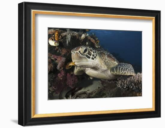 A Green Turtle Resting on a Reef Top in Komodo National Park, Indonesia-Stocktrek Images-Framed Photographic Print