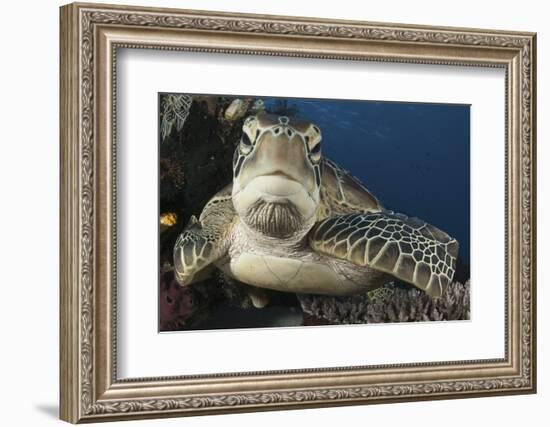 A Green Turtle Resting on a Reef Top in Komodo National Park, Indonesia-Stocktrek Images-Framed Photographic Print