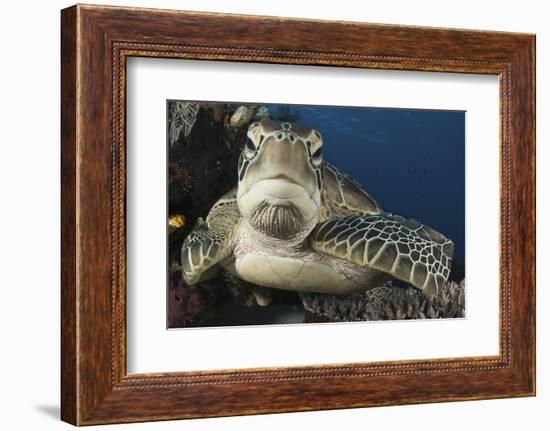 A Green Turtle Resting on a Reef Top in Komodo National Park, Indonesia-Stocktrek Images-Framed Photographic Print