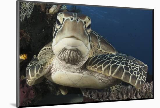 A Green Turtle Resting on a Reef Top in Komodo National Park, Indonesia-Stocktrek Images-Mounted Photographic Print