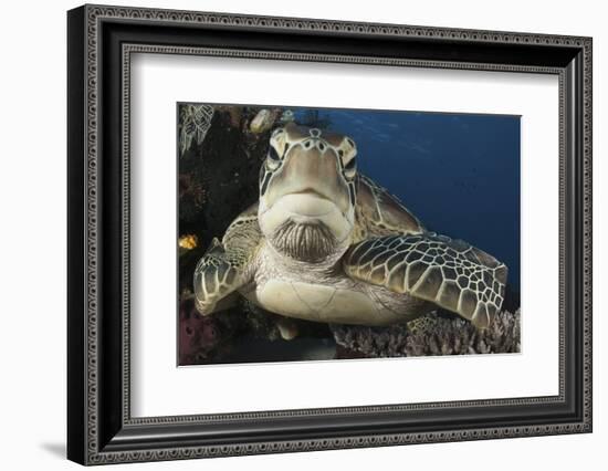 A Green Turtle Resting on a Reef Top in Komodo National Park, Indonesia-Stocktrek Images-Framed Photographic Print