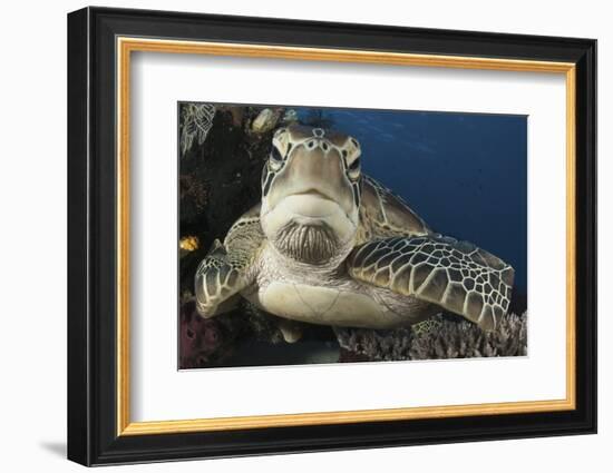 A Green Turtle Resting on a Reef Top in Komodo National Park, Indonesia-Stocktrek Images-Framed Photographic Print