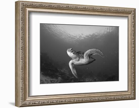 A Green Turtle Swimming in Komodo National Park, Indonesia-Stocktrek Images-Framed Photographic Print