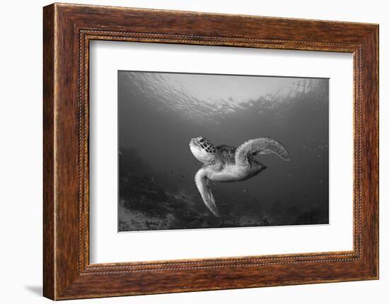 A Green Turtle Swimming in Komodo National Park, Indonesia-Stocktrek Images-Framed Photographic Print