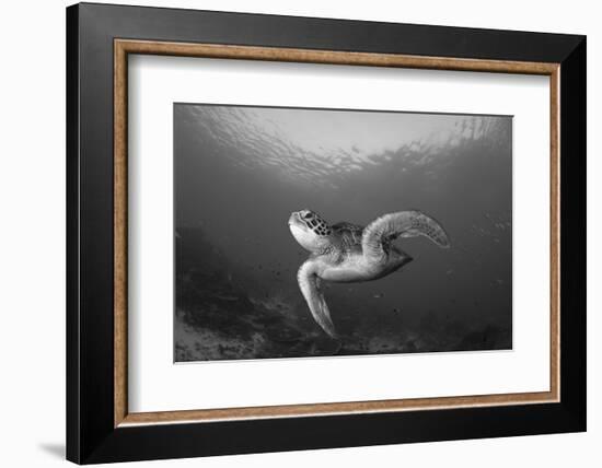 A Green Turtle Swimming in Komodo National Park, Indonesia-Stocktrek Images-Framed Photographic Print