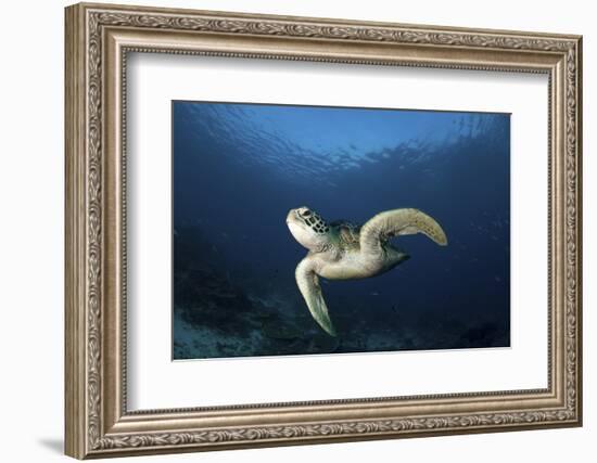 A Green Turtle Swimming in Komodo National Park, Indonesia-Stocktrek Images-Framed Photographic Print