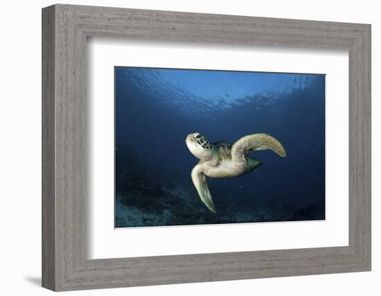 A Green Turtle Swimming in Komodo National Park, Indonesia-Stocktrek Images-Framed Photographic Print