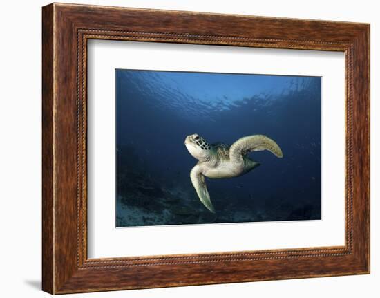 A Green Turtle Swimming in Komodo National Park, Indonesia-Stocktrek Images-Framed Photographic Print