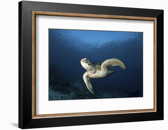 A Green Turtle Swimming in Komodo National Park, Indonesia-Stocktrek Images-Framed Photographic Print