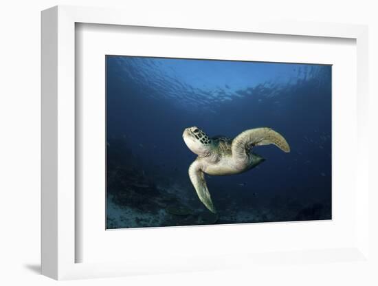 A Green Turtle Swimming in Komodo National Park, Indonesia-Stocktrek Images-Framed Photographic Print