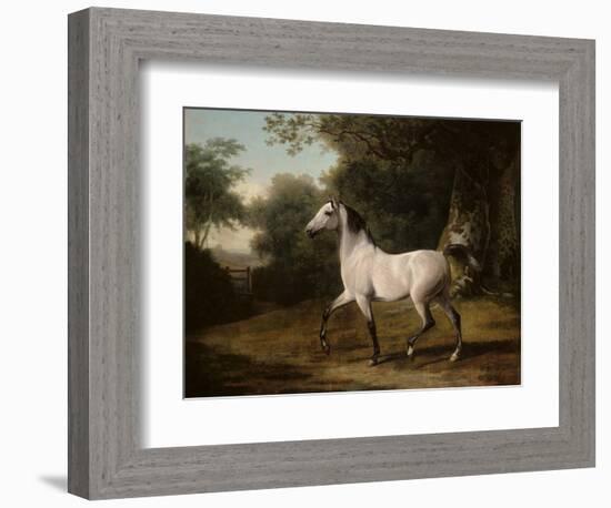 A Grey Arab Stallion in a Wooded Landscape-Jacques-Laurent Agasse-Framed Giclee Print