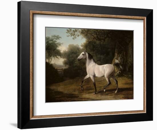 A Grey Arab Stallion in a Wooded Landscape-Jacques-Laurent Agasse-Framed Giclee Print