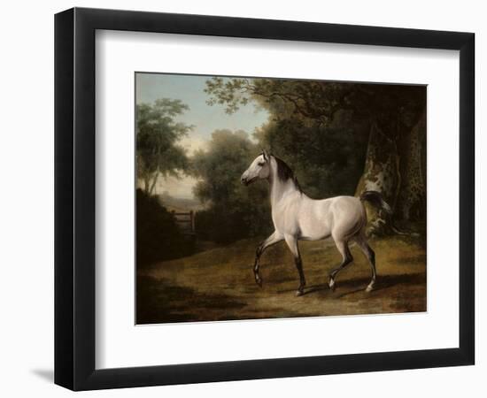 A Grey Arab Stallion in a Wooded Landscape-Jacques-Laurent Agasse-Framed Giclee Print