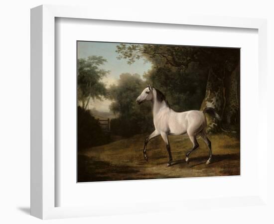 A Grey Arab Stallion in a Wooded Landscape-Jacques-Laurent Agasse-Framed Giclee Print