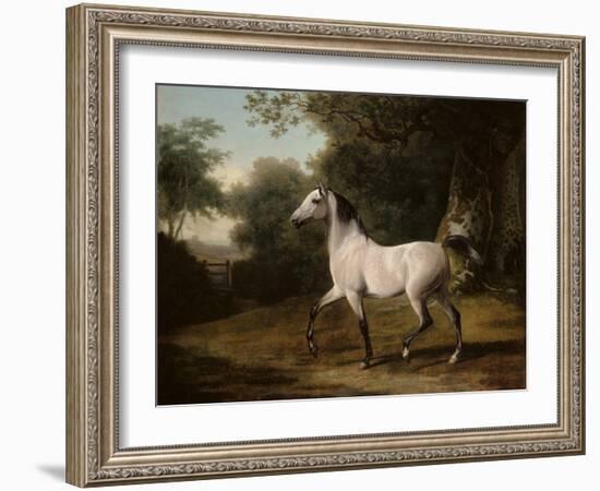 A Grey Arab Stallion in a Wooded Landscape-Jacques-Laurent Agasse-Framed Giclee Print