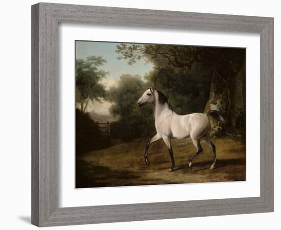 A Grey Arab Stallion in a Wooded Landscape-Jacques-Laurent Agasse-Framed Giclee Print