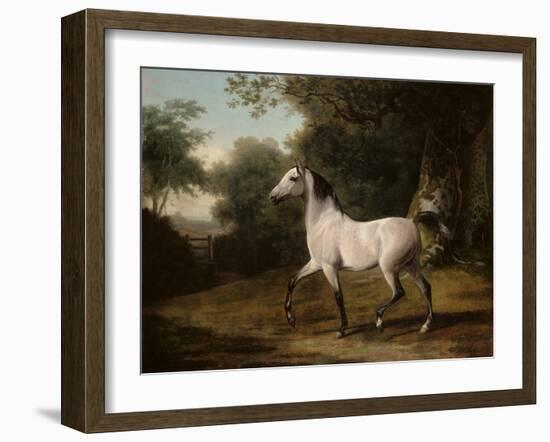 A Grey Arab Stallion in a Wooded Landscape-Jacques-Laurent Agasse-Framed Giclee Print