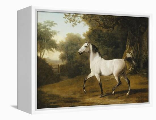 A Grey Arab Stallion in a Wooded Landscape-Jacques-Laurent Agasse-Framed Premier Image Canvas