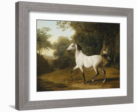 A Grey Arab Stallion in a Wooded Landscape-Jacques-Laurent Agasse-Framed Giclee Print