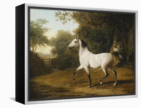 A Grey Arab Stallion in a Wooded Landscape-Jacques-Laurent Agasse-Framed Premier Image Canvas