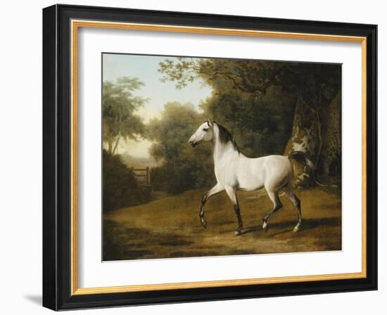 A Grey Arab Stallion in a Wooded Landscape-Jacques-Laurent Agasse-Framed Giclee Print