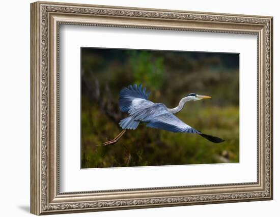 A Grey heron, Ardea cinerea, in flight. Kenya, Africa.-Sergio Pitamitz-Framed Photographic Print