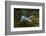 A Grey heron, Ardea cinerea, in flight. Kenya, Africa.-Sergio Pitamitz-Framed Photographic Print