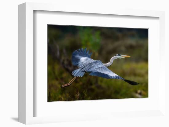 A Grey heron, Ardea cinerea, in flight. Kenya, Africa.-Sergio Pitamitz-Framed Photographic Print