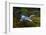 A Grey heron, Ardea cinerea, in flight. Kenya, Africa.-Sergio Pitamitz-Framed Photographic Print